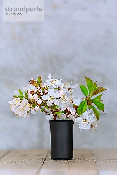 Frühling. Studio Makro Bild der blühenden Baum Zweig Bouquet mit weißen und rosa Blumen Nahaufnahme  Kopie Raum