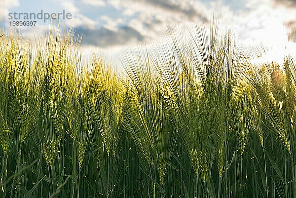 Grüner Weizen auf dem Feld im Frühling. Selektiver Fokus  flacher DOF Hintergrund. Pubescent Roggen Landwirtschaft Konzept