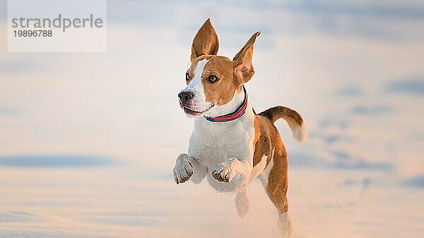 Haushund  Beagle  erwachsen  läuft auf schneebedecktem Feld