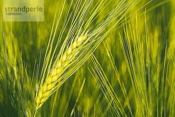 Grüner Weizen auf dem Feld im Frühling. Selektiver Fokus  flacher DOF Hintergrund. Pubescent Roggen Landwirtschaft Konzept