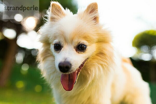 Deutscher Spitz mit herausgestreckter Zunge Portrait. Hund Hintergrund