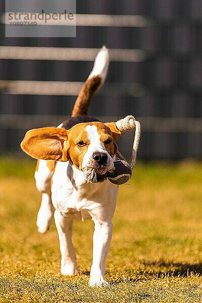 Glücklicher Beagle Hund läuft mit fliegenden Ohren in Richtung Kamera. Aktiv Hund Konzept