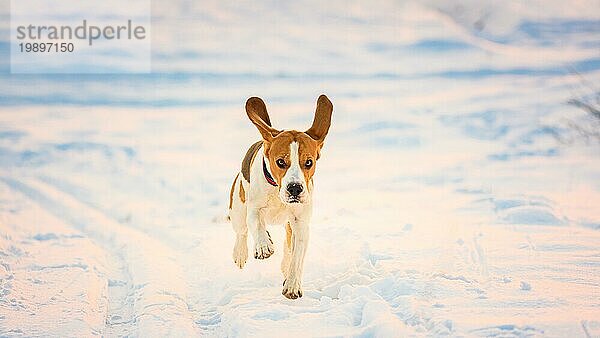 Haushund  Beagle  erwachsen  läuft auf schneebedecktem Feld