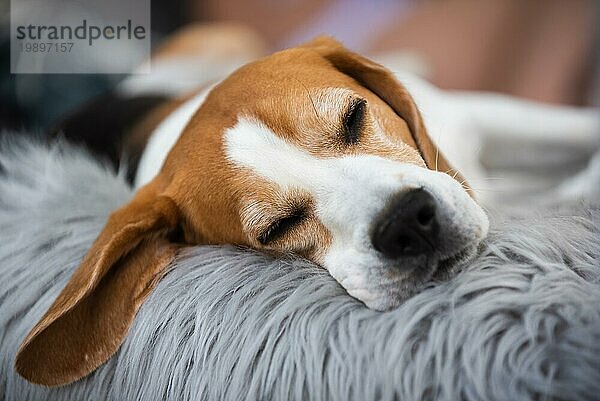 Porträt eines erwachsenen männlichen Beagle Hundes  der im Freien schläft. Hund Hintergrund Thema