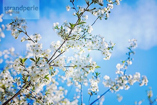 Großer Zweig des Kirschbaums bei der Blüte insagram sttile