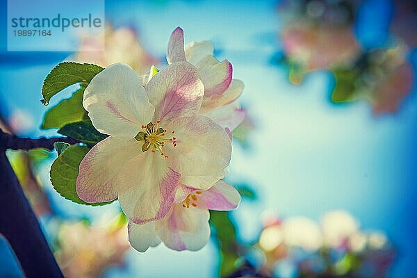 Apfelbaumblüte instagram style