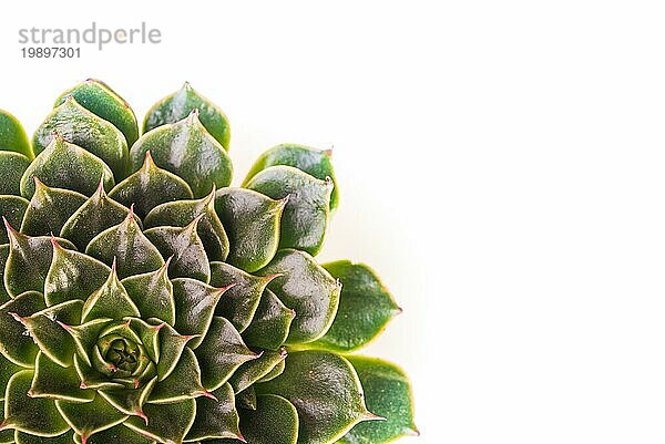 Abstrakte Nahaufnahme von oben auf die grüne natürliche Rosette Muster einer sukkulenten Pflanze  die Echeveria Capri. Abstrakter selektiver Fokus Makro vor weißem Hintergrund
