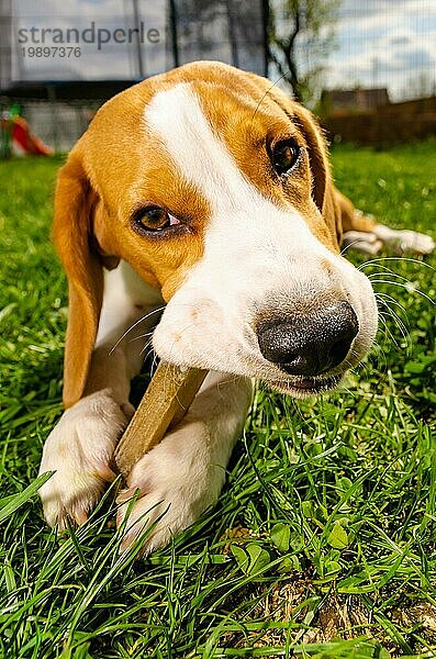 Nahaufnahme eines Beagle Hundes  der draußen im Garten auf einer Wiese einen Knochen frisst Aufnahme im Freien