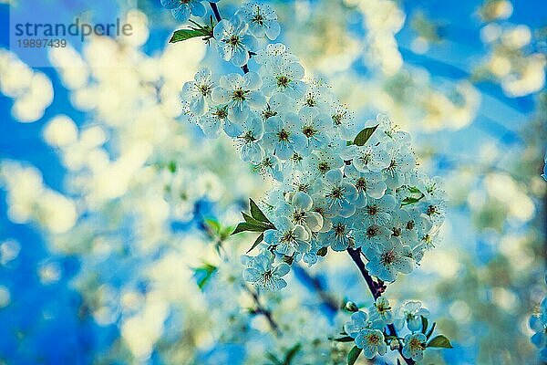 Kleiner Zweig des Kirschbaums mit weißen Blumen floralen Hintergrund inatagram stile