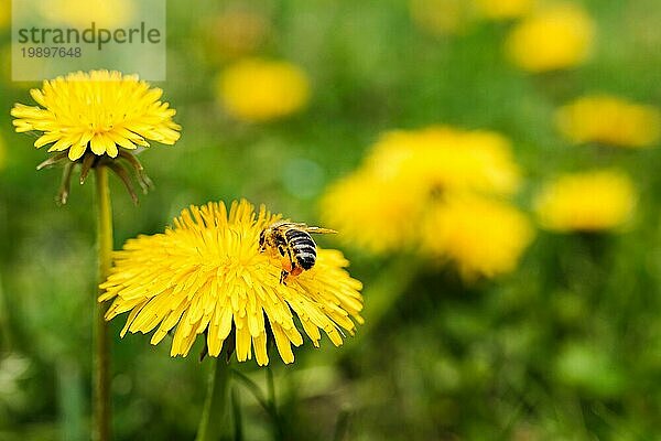 Detailaufnahme einer europäischen  Honigbiene (Apis Mellifera)  bedeckt mit Pollen auf einer gelben Löwenzahnblüte. Selektiver Fokus  blaür Hintergrund