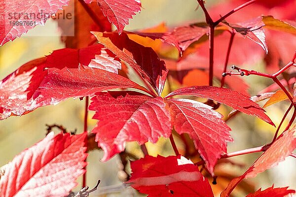 Hintergrund von roten Herbstblättern an einem sonnigen Tag im Oktober