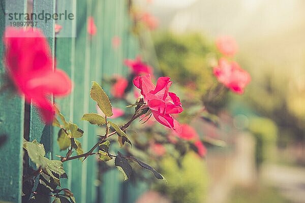 Schöne rote Blume im Hinterhof  Bokeh Hintergrund und Abendsonne