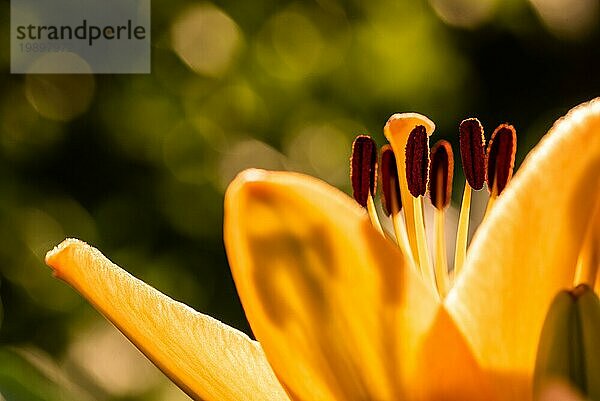 Gelbe Madonnenlilie (Lilium candidum) Blume mit Knospen in der Natur. Hintergrund in der Natur. Detaillierte Nahaufnahme in der Sonne. Selektiver Fokus