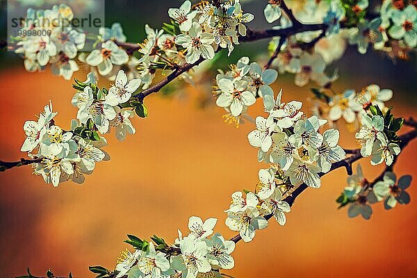 Blüte der Kirsche auf unscharfen farbigen Hintergrund instagram stile