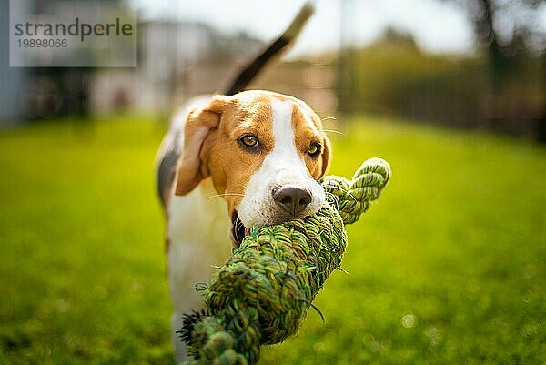 Beagle Hund Spaß im Garten im Freien laufen und springen mit Knoten Seil in Richtung Kamera. Sonniger Sommertag