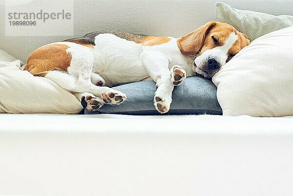 Beagle Hund schläft auf einem Kissen auf einem Sofa. Kopierbereich am unteren Rand. Tierische Hintergründe