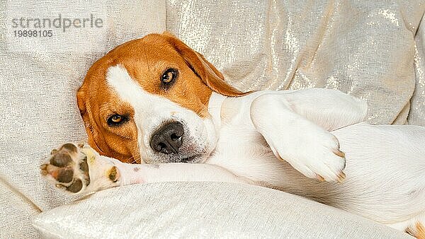Beagle Hund schlafend und nehmen einige Ruhe. Schöne Hund Porträt  sehr lebendig und scharf. Hintergrund im Innenbereich