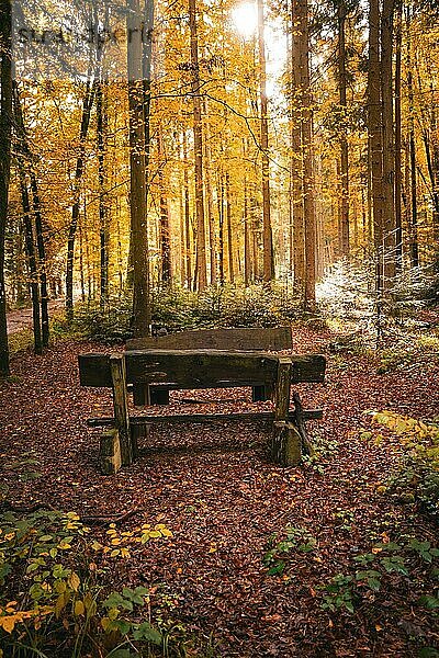 Ein gemütlicher Waldweg bedeckt mit Herbstlaub  Calw  Schwarzwald  Deutschland  Europa