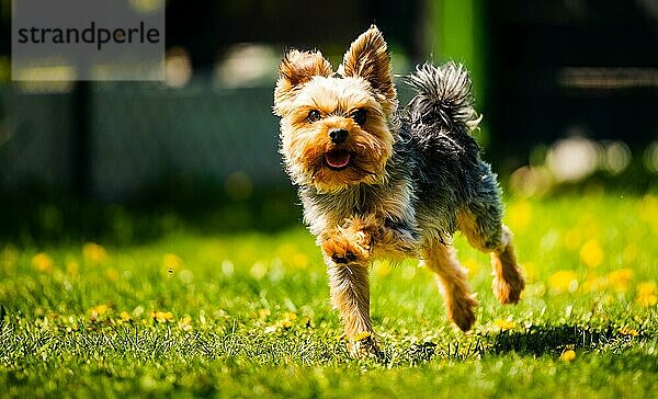 Lustiger Yorkshire Terrier Hund  der im Gras voller Löwenzahn im Hinterhof auf die Kamera zuläuft