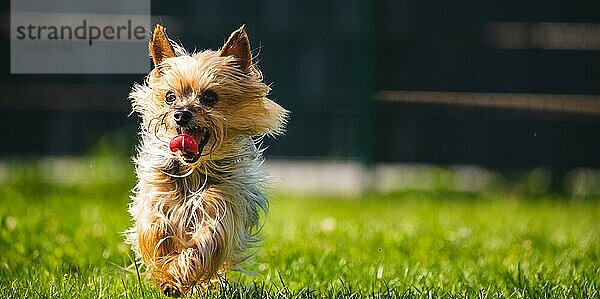 Ein toller Yorkshire Terrier hat Spaß daran  auf die Kamera zuzulaufen. Hundehintergrund