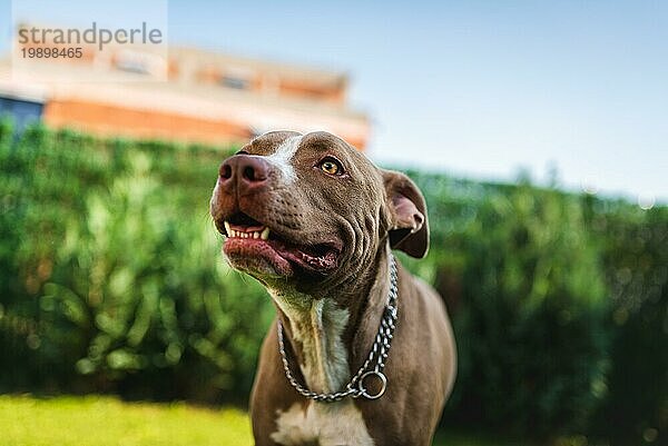Nahaufnahme von jungen Amstaff Hund Kopf gegen grünen Hintergrund im Sommer Garten. Pitbull Thema. Selektiver Fokus