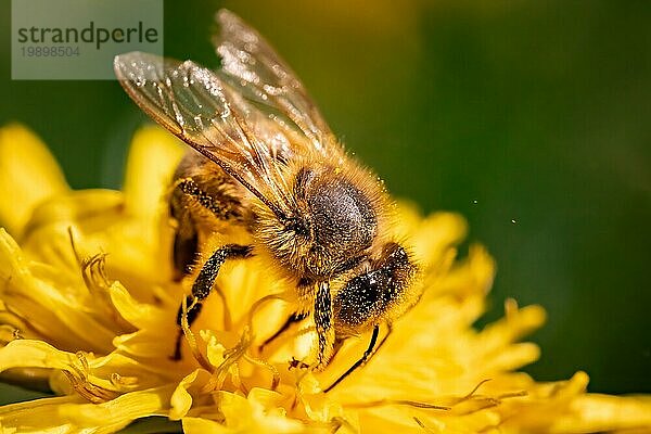 Detailaufnahme einer europäischen  Honigbiene (Apis Mellifera)  bedeckt mit Pollen auf einer gelben Löwenzahnblüte. Selektiver Fokus  blaür Hintergrund