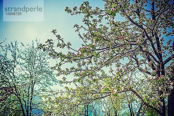 Blühende Bäume instagram stile