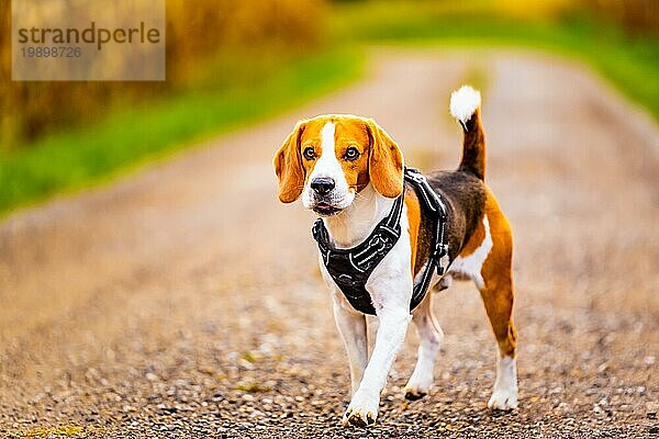 Beagle Hund geht einen Weg zwischen Feldern entlang. Hund im Freien Porträt