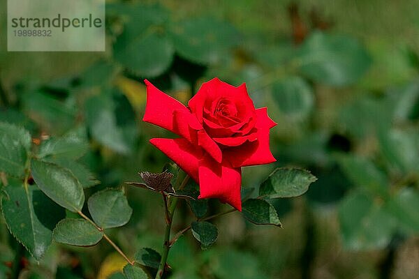 Bunte Nahaufnahme eines einzelnen roten deutschen herzensgruss Rose Blume Kopf mit Bokeh Hintergrund und detaillierte Blütenblätter