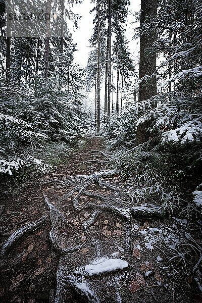 Ein naturbelassener Pfad mit Baumwurzeln und Schnee im Wald  Unterhaugstett  Schwarzwald  Deutschland  Europa