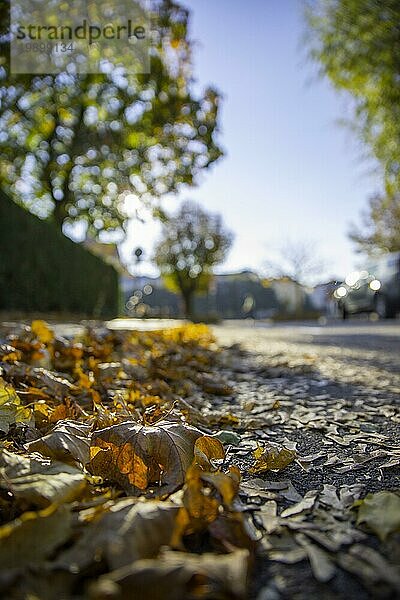 Blatt auf der Straße  Herbst  Kopierraum