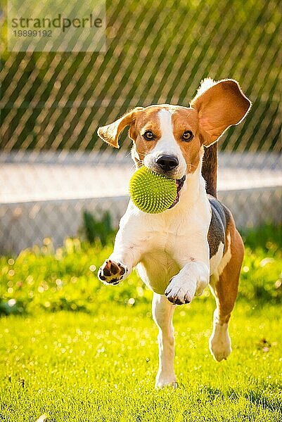 Beagle Hund Spaß im Garten im Freien laufen und springen mit Ball in Richtung Kamera. Sonniger Tag im Garten. Vertikales Bild