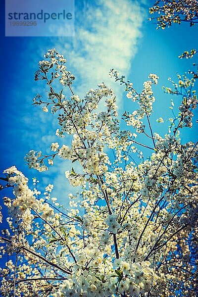 Blüte des Kirschbaums im Instagram Stil