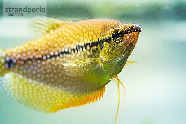 Mosaikfadenfisch (Trichopodus leerii) Süßwasseraquarium Fisch in Fischtank. Aquarien Konzept. Selektiver Fokus