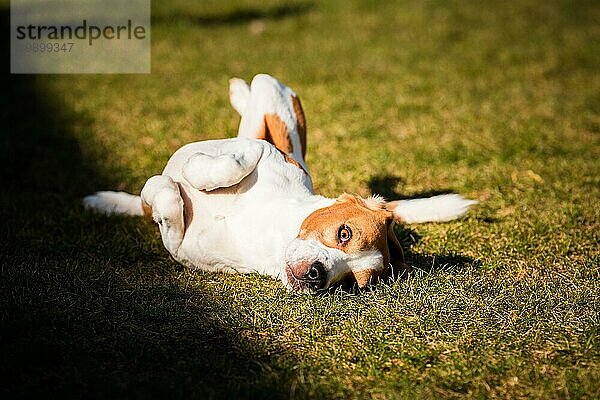 Beagle suhlen und wälzen sich im Gras. Hund hat Entspannung Zeit liegen auf grünem Gras in der Sonne. Hound Hintergrund