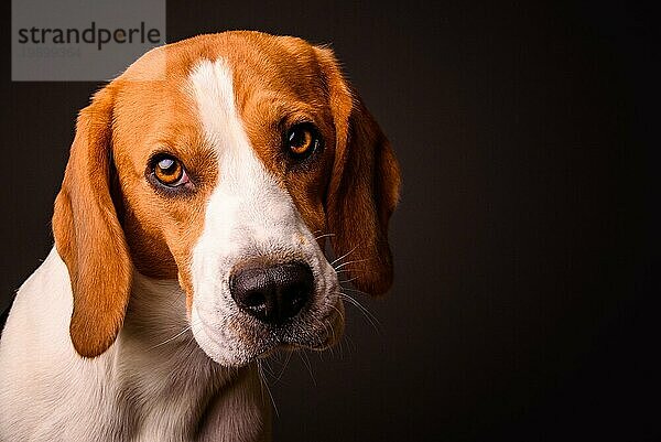 Beagle Hund Porträt auf einem schwarzen Hintergrund isoliert Studio Nahaufnahme Detail wie Malerei