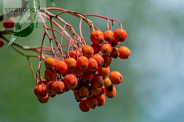 Detaillierte Nahaufnahme von orangefarbenen Mehlbeere (sorbus) mit unscharfem Bokehhintergrund