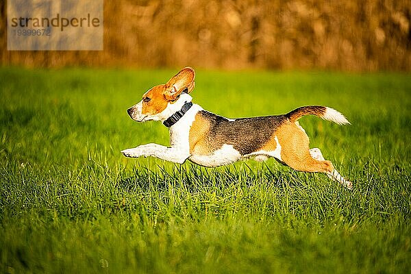 Hund  reinrassiger Beagle springt und rennt wie verrückt durch den Morgentau im herbstlichen Sonnenlicht. Canine schnelle Aktion schießen  laufen in Richtung Kamera. Schöne Hintergrundbeleuchtung
