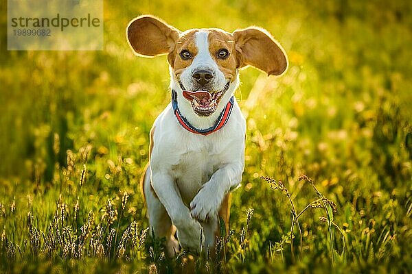 Beagle Hund Spaß auf Wiese im Sommer im Freien laufen und springen in Richtung Kamera