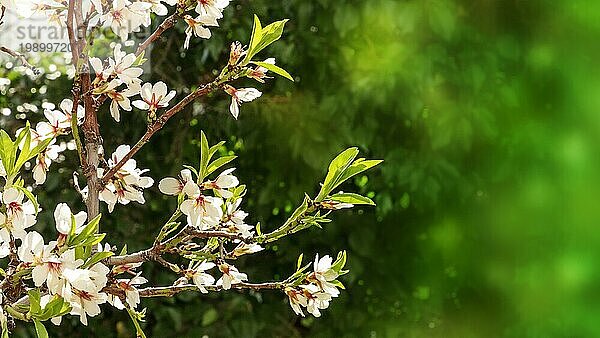 Blühende Blumen und Knospen auf den Zweigen eines jungen Mandelbaums vor einem unscharfen grünen Hintergrund mit Platz für Text  selektiver Fokus