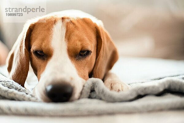 Beagle Hund müde schläft auf einem gemütlichen Sofa  Couch  Decke