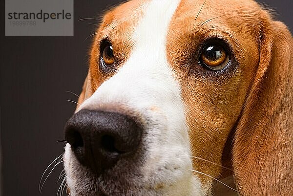 Beagle Hund Porträt. vor einem dunklen Hintergrund. Nahaufnahme der Hundeschnauze