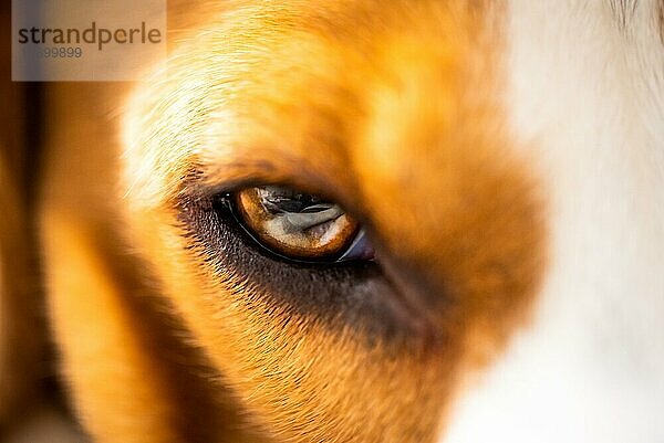 Eine Nahaufnahme des Hundeauges eines Beagles. Schöne bunte Makroaufnahme. Selektiver Fokus Hintergrund