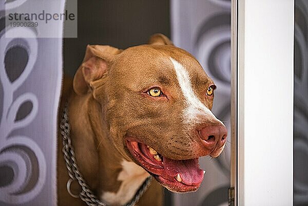 Nahaufnahme eines jungen Amstaff Hundes  der durch die Gartentür hinausschaut. Thema Hund