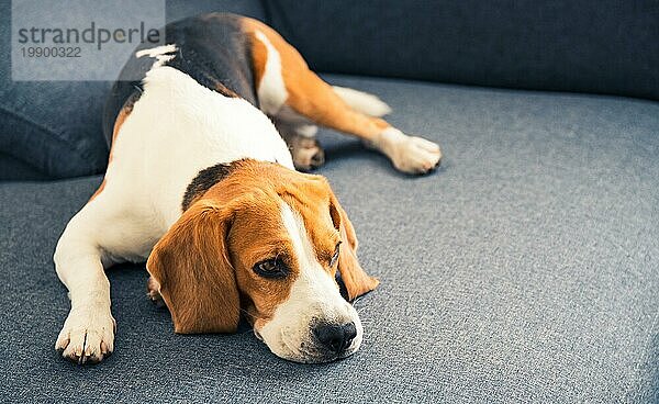 Beagle Hund liegt auf dem Sofa. Haustiere auf Möbel Konzept. Raum kopieren