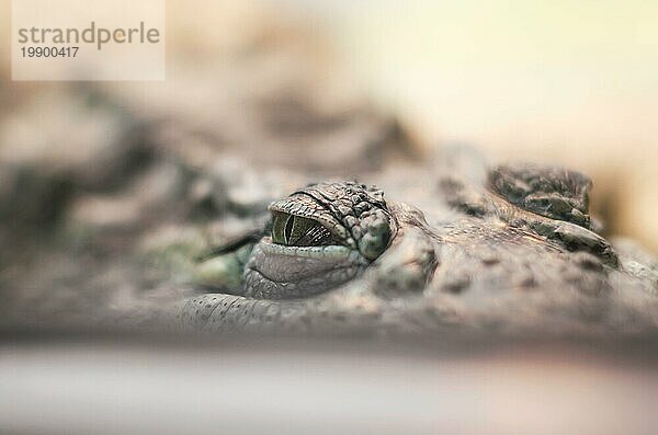 Krokodilauge gefährliches Reptil versteckt sich beim Beobachten und Jagen aus der Nähe