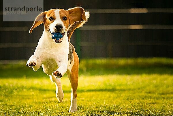 Hund Beagle mit langen Schlappohren auf einer grünen Wiese im Frühling  Sommer läuft mit Ball auf die Kamera zu. Platz rechts kopieren