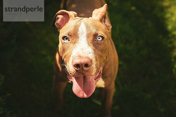 Junger Pitbull Staffordshire Bull Terrier im Garten schaut in Richtung Kamera mit herausgestreckter Zunge blaue Augen Portrait