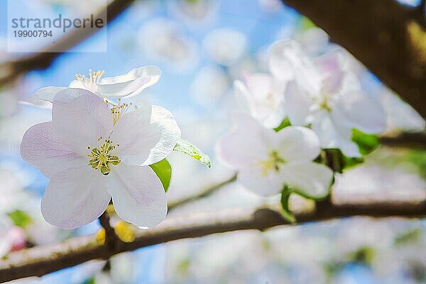 Nahaufnahme der Blüte eines Apfelbaums