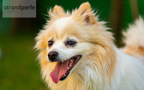 Pommerscher Hund mit herausgestreckter Zunge in Großaufnahme Hund im Sommer Hintergrund